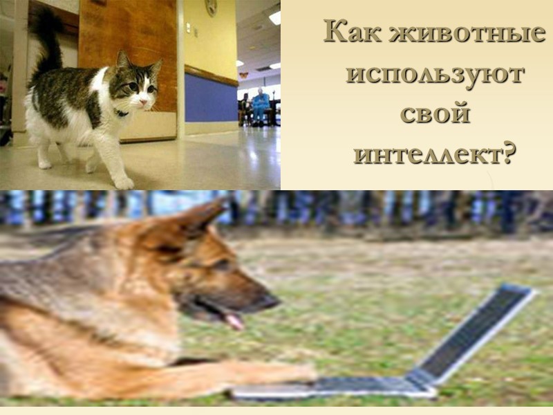 Как животные используют свой интеллект?